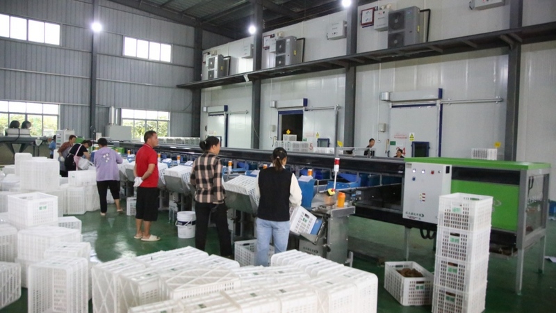 修文县首个即食猕猴桃加工中心建成投用